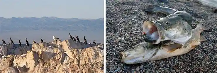 Слева: чайка в окружении бакланов. Справа: озера Монголии чрезвычайно богаты рыбой. Попадаются и такие экземпляры, как этот осман