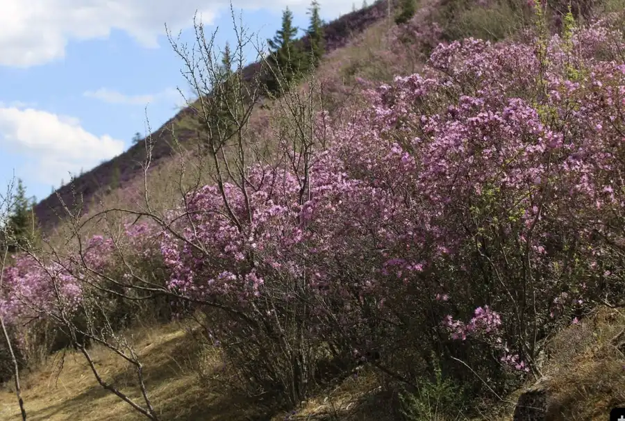 Алтай на цветении маральника