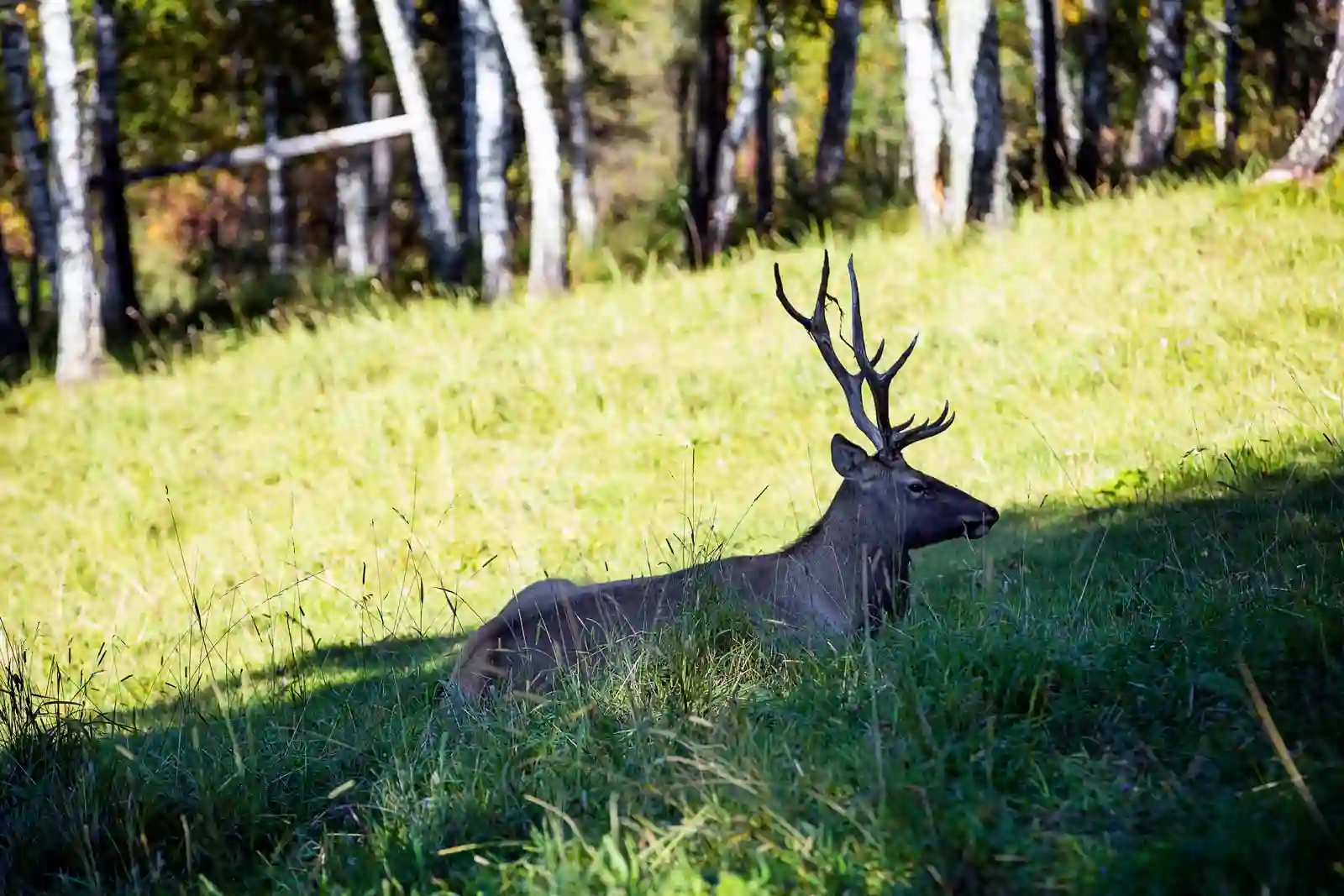 Дорога на Алтай