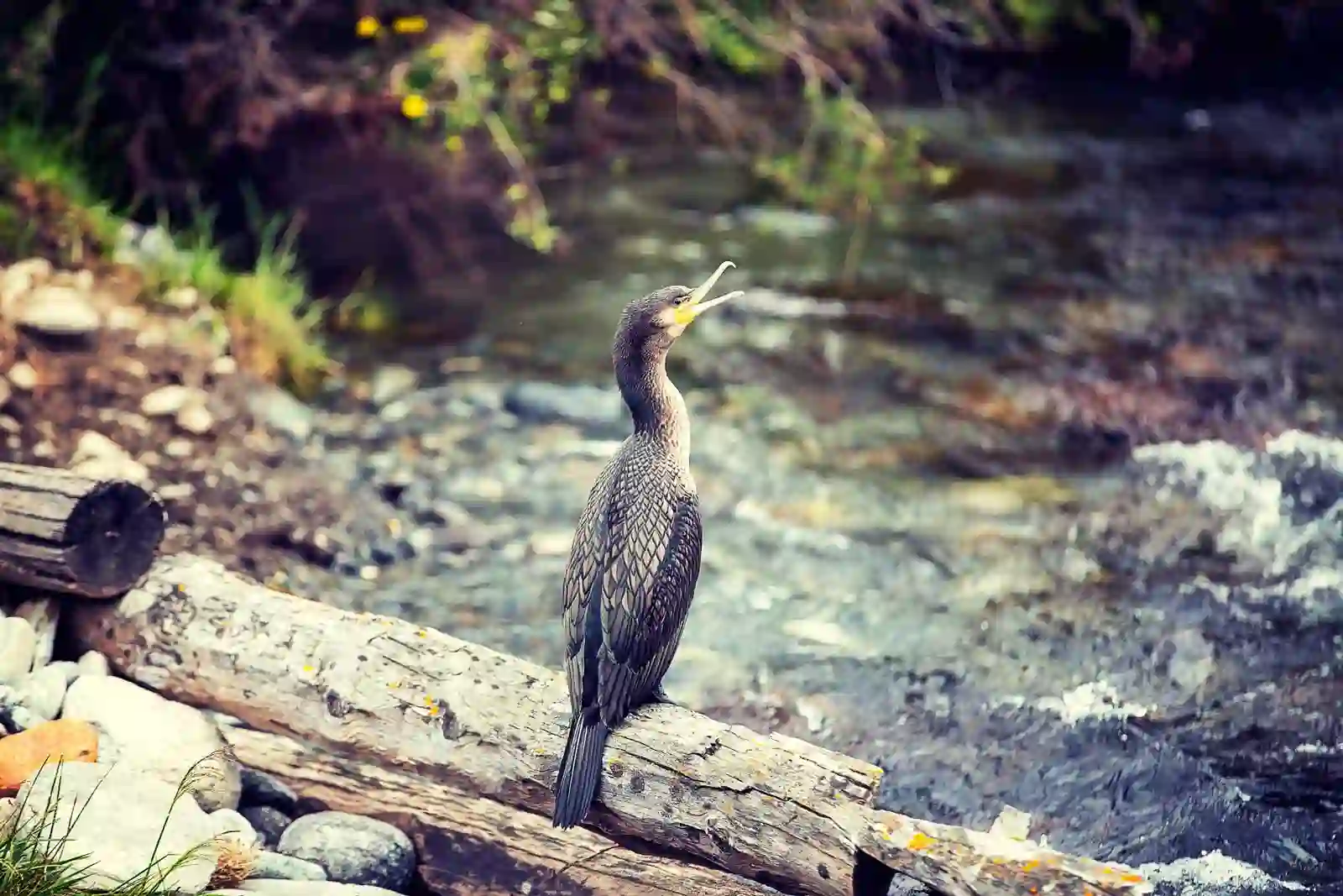 Фауна Алтая