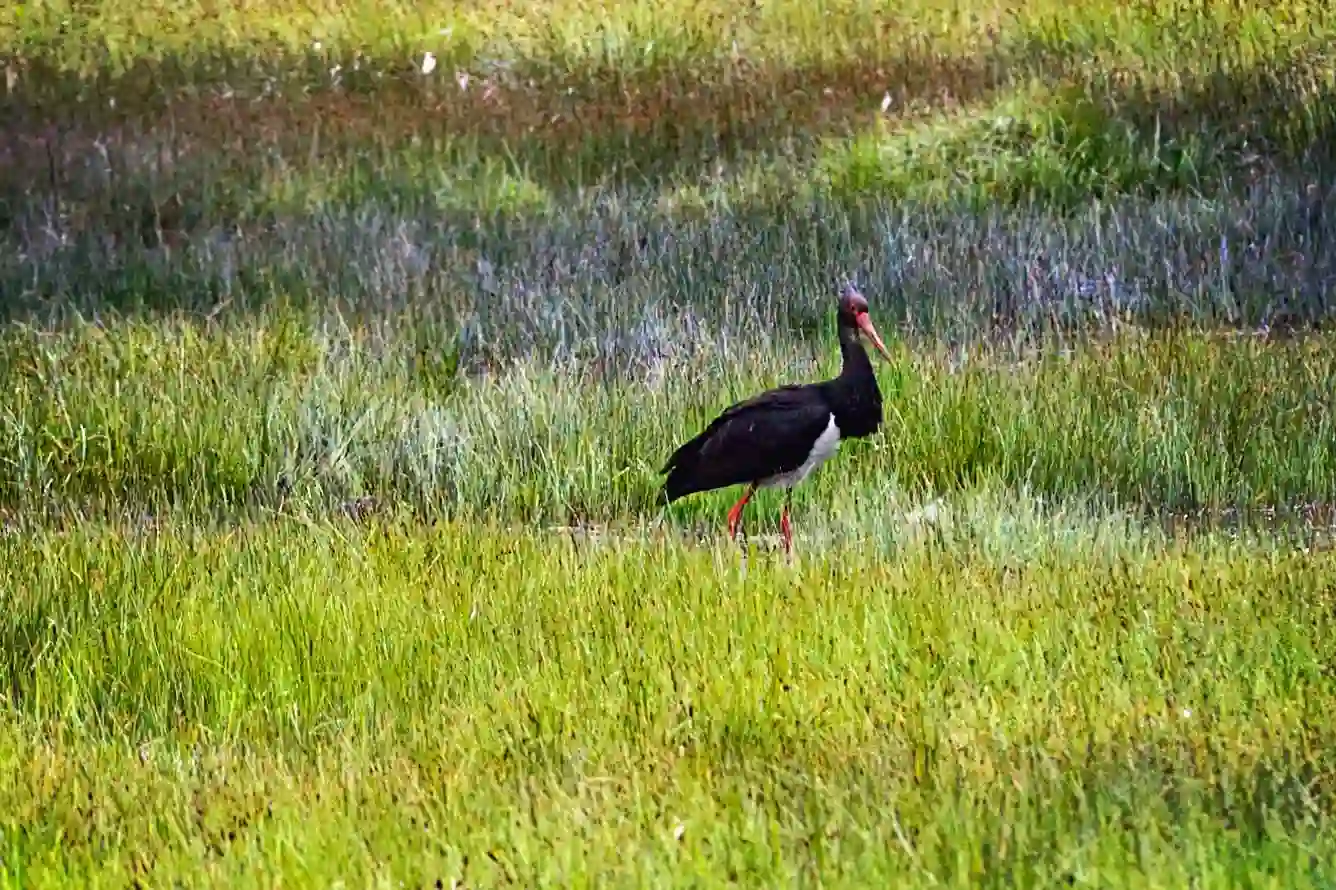 Разнообразие Алтайской фауны