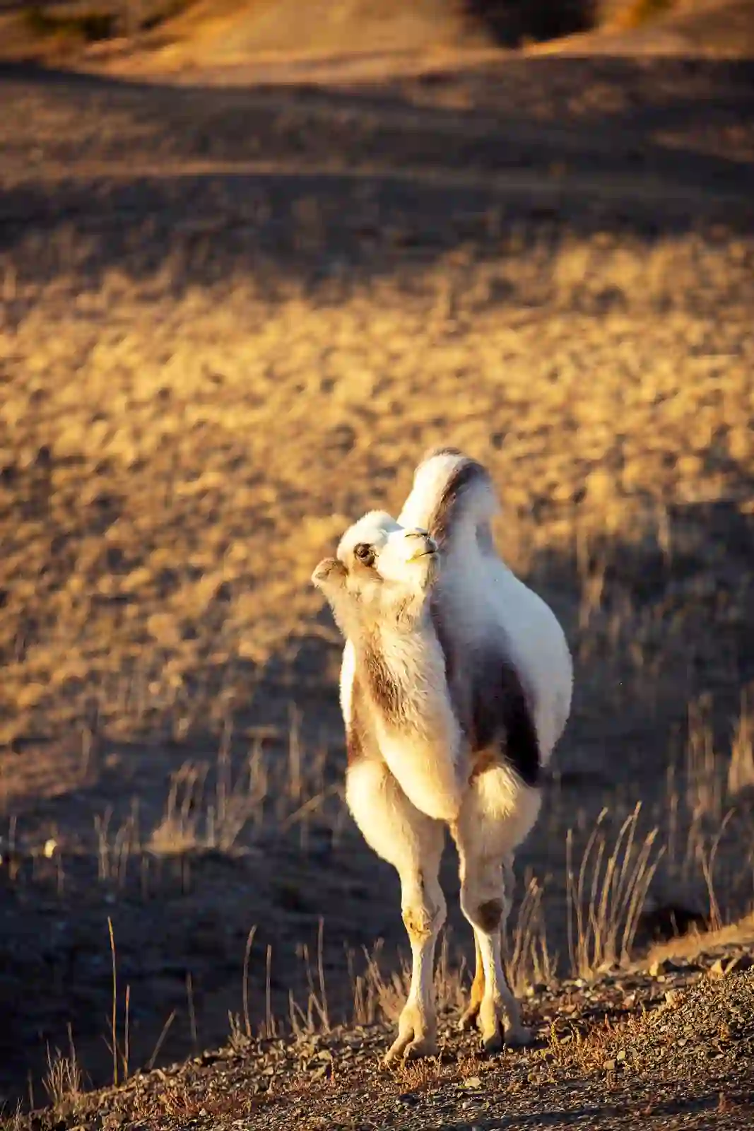 Фауна Горного Алтая
