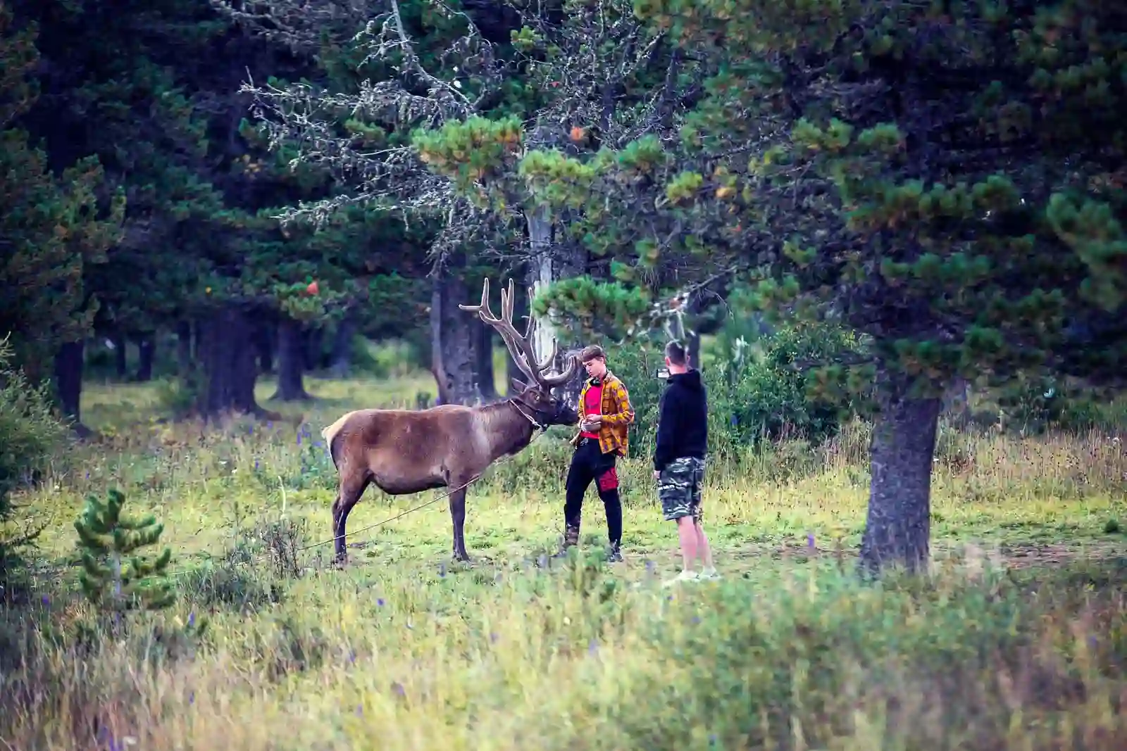 Питомник с зубрами и маралами