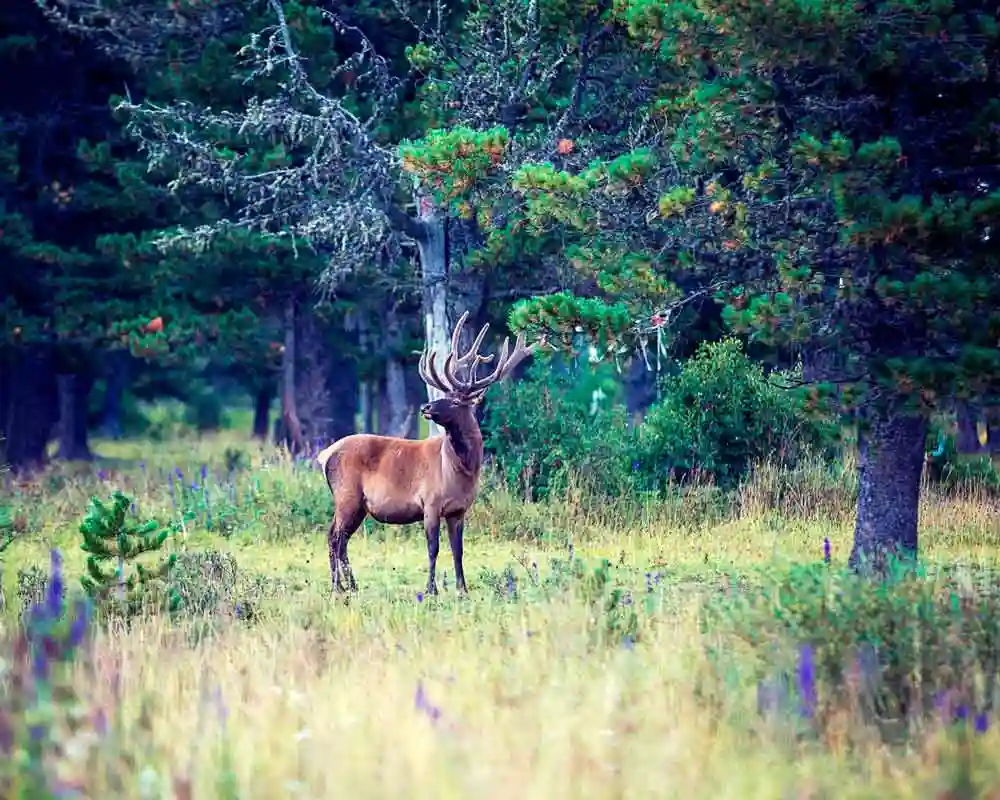 Питомник с зубрами и маралами