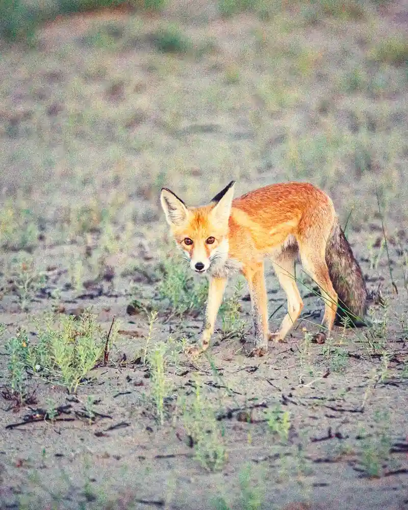 Лисичка Фенек в Монголии возле озера Дурген-Нуур