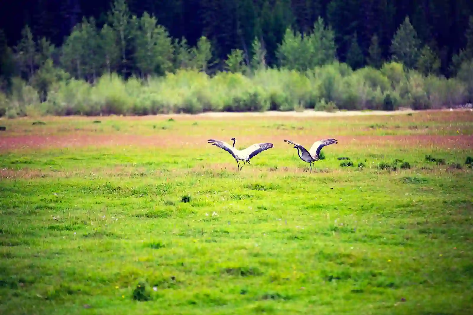 Фауна Алтая