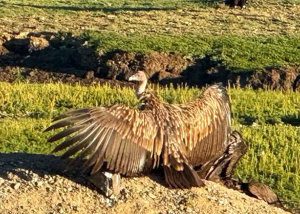 Гриф в Монголии сидит возле дороги