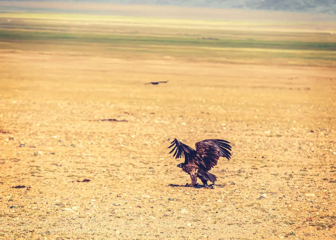 Разнообразие Монгольсокй фауны