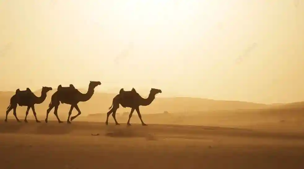 Дикий верблюд Монголии