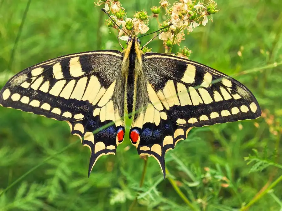 Алтай Махаон