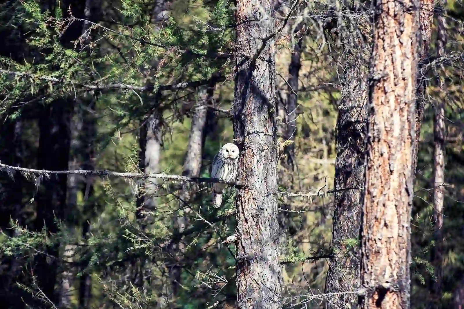 Фауна Горного Алтая