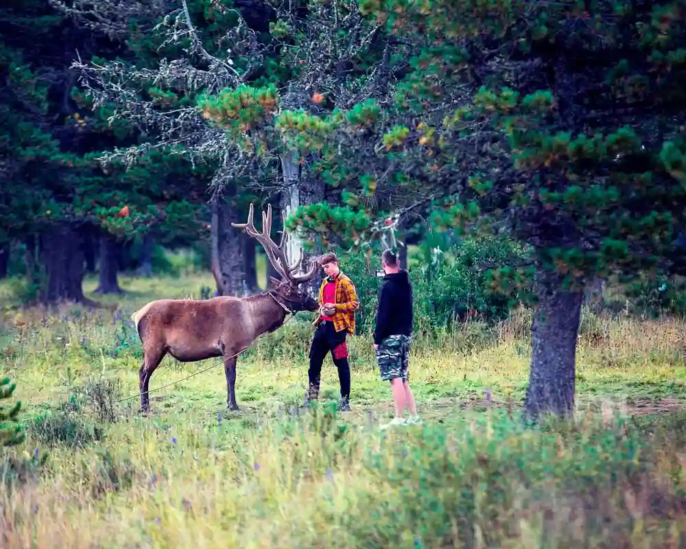 Питомник с зубрами и маралами
