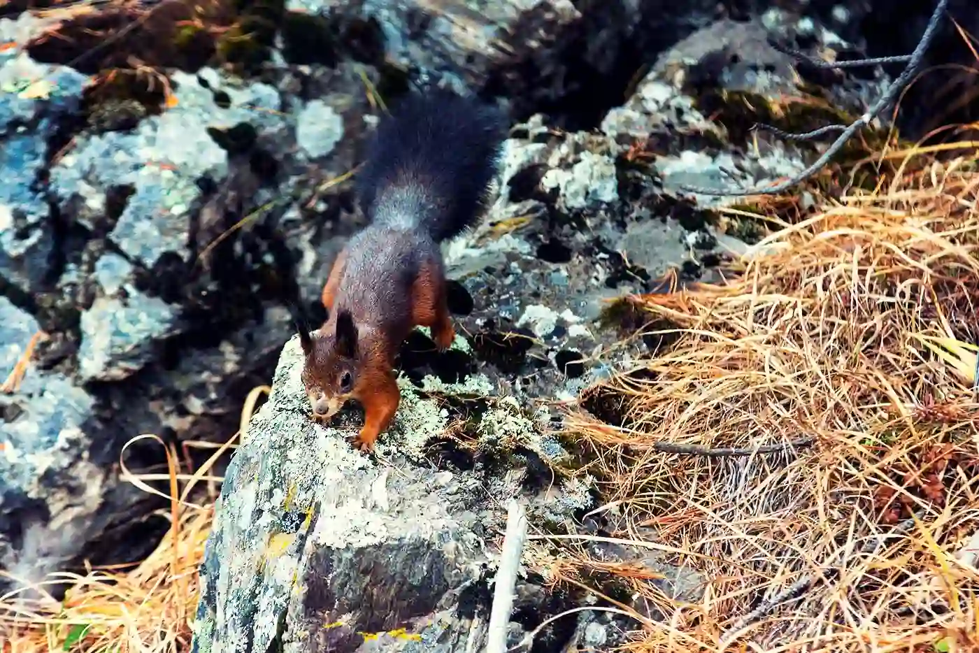 Белки вблизи озера Киделю