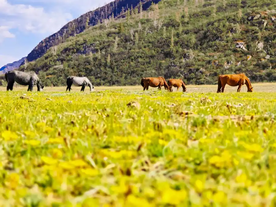 Фауна Алтая