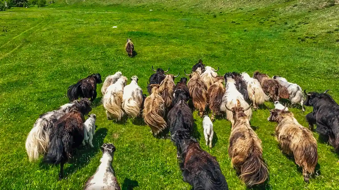 Фауна Алтая