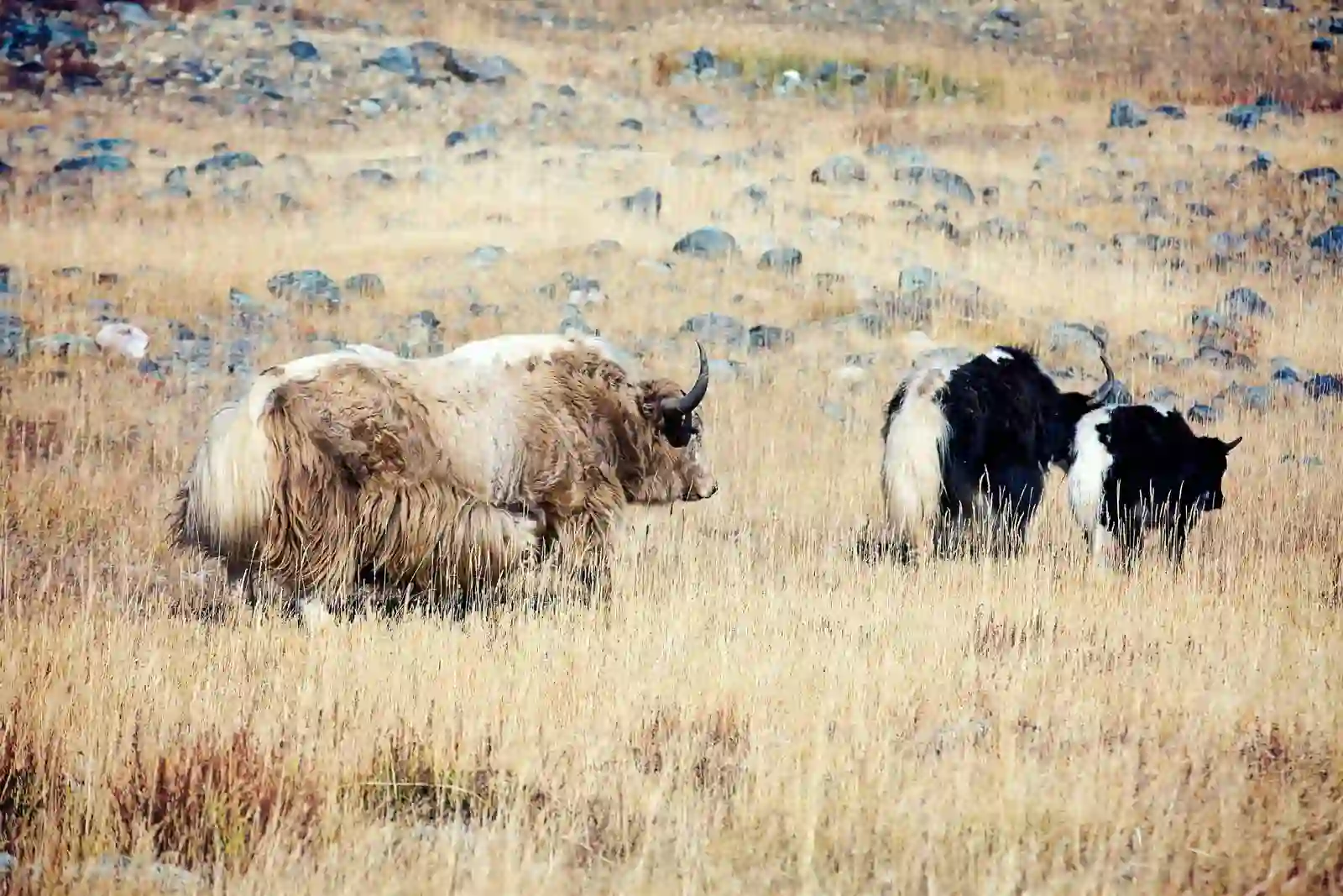 Яки гуляющие в Софийской долине