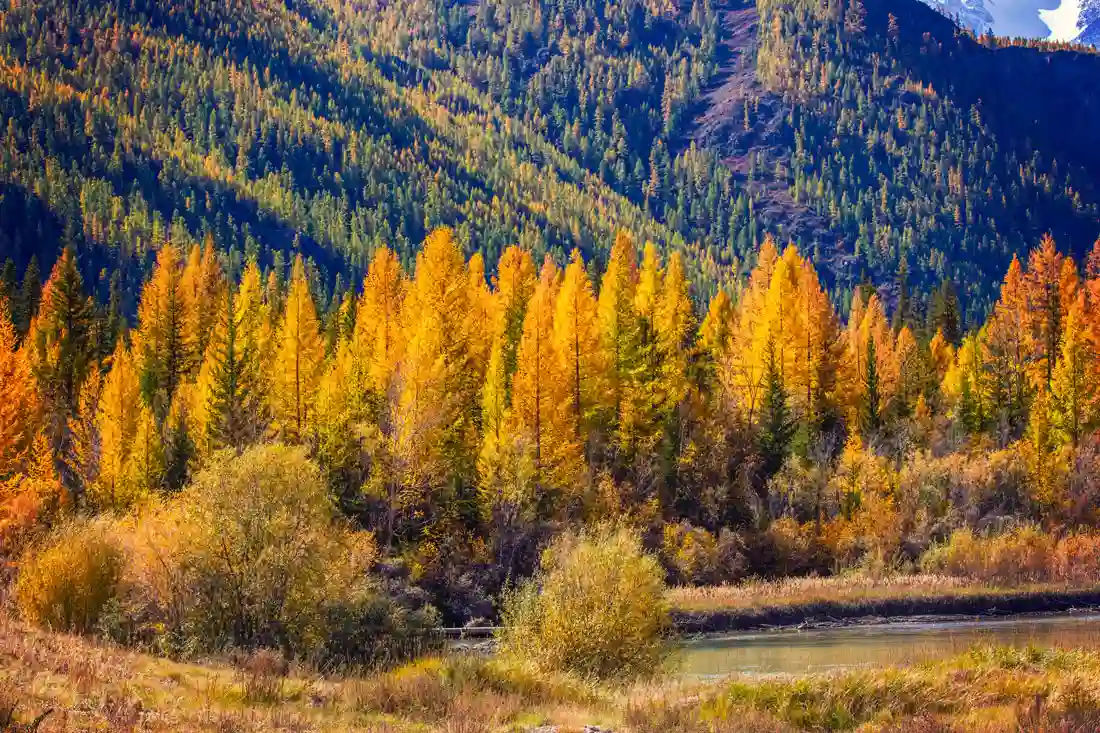 Золотой Алтай
