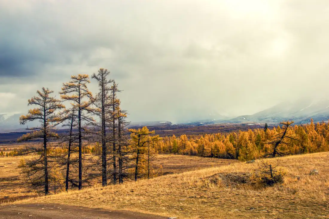 Золотой Алтай