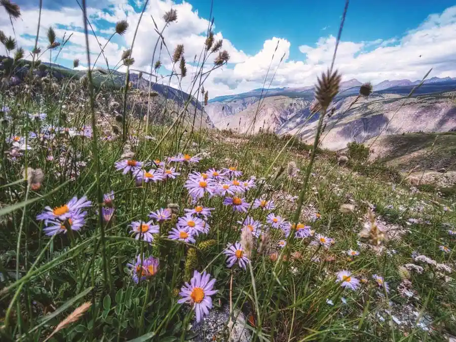 Цветущий перевал Кату-Ярык