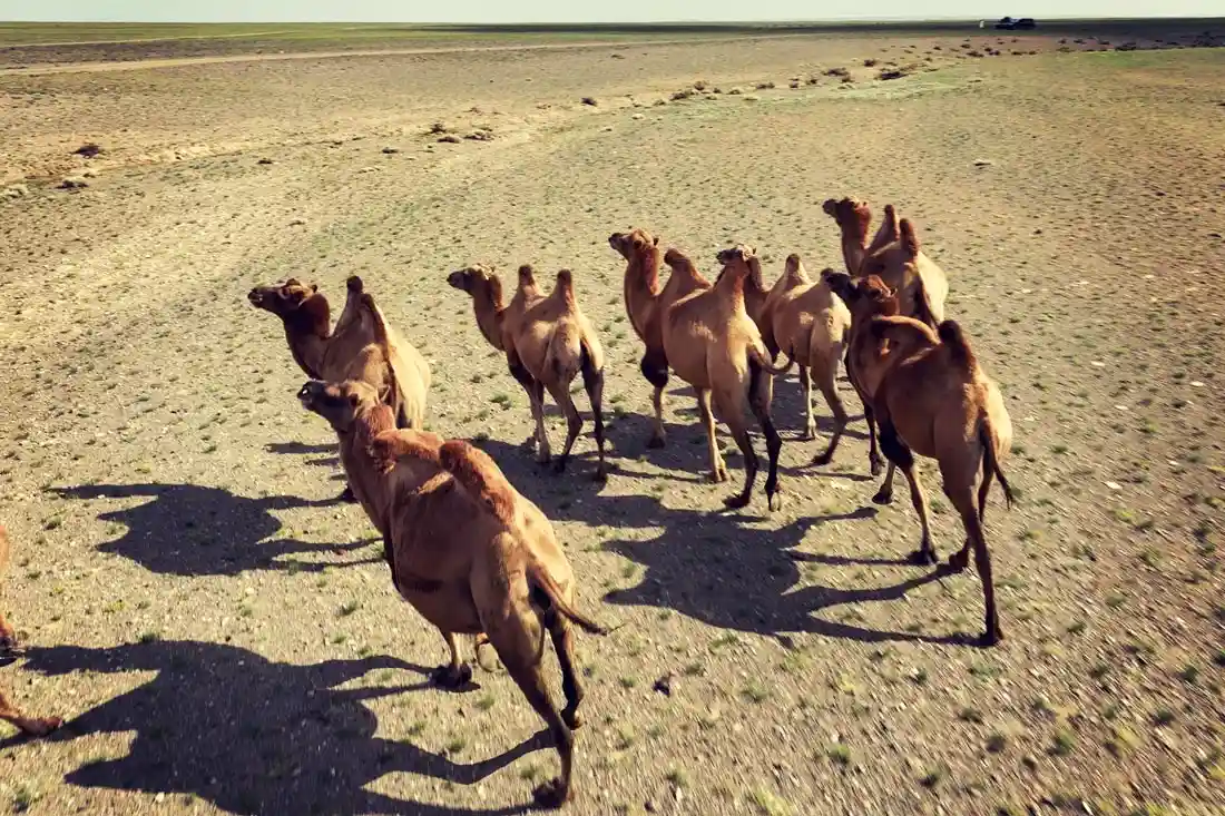 Фауна Монголии