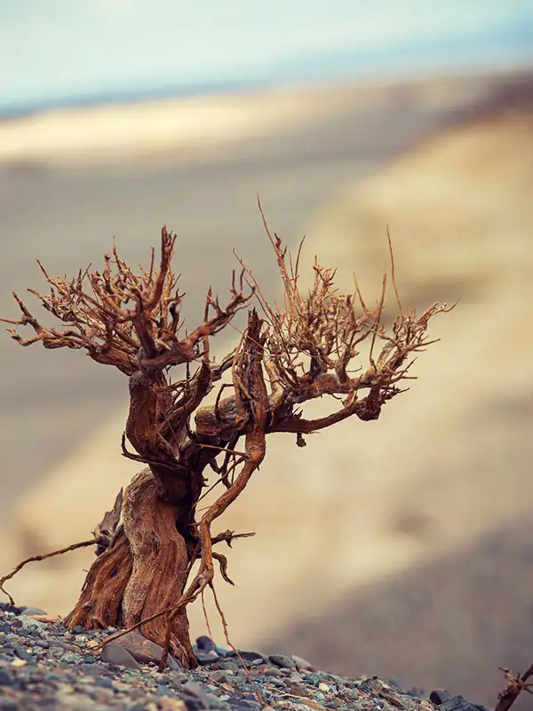 Тур Алтай- Монголия