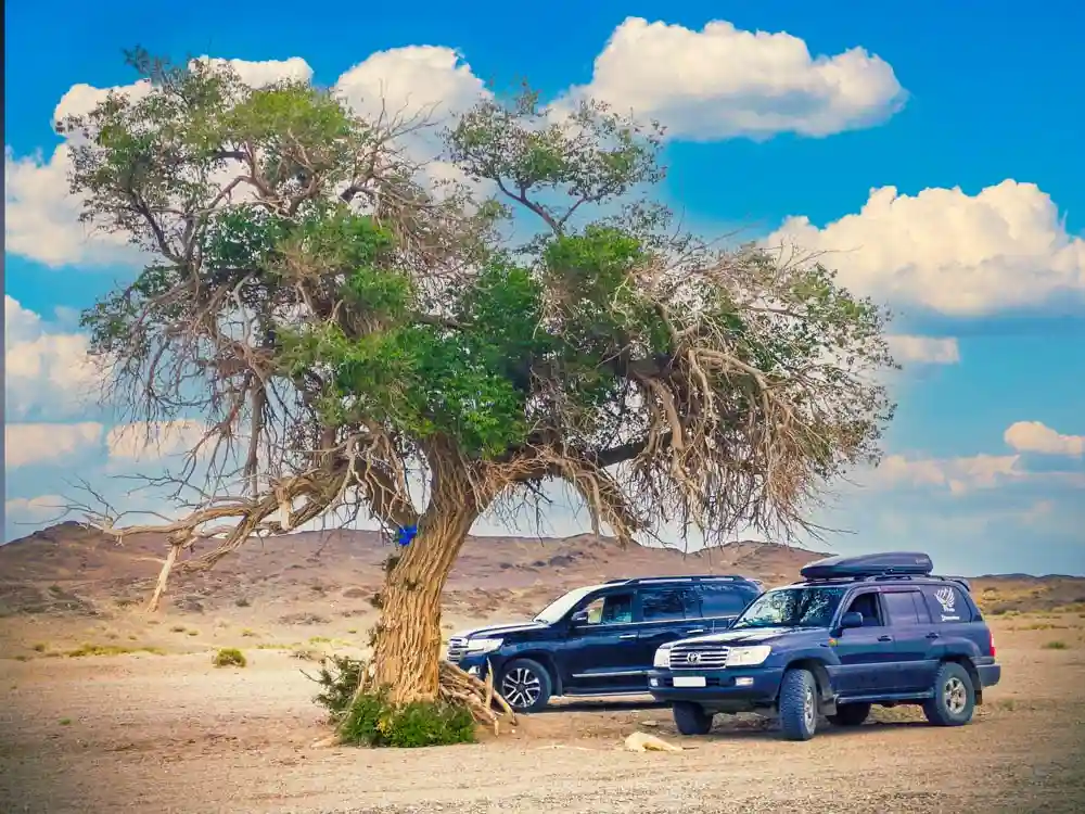 Денежное дерево в пустыне Гоби