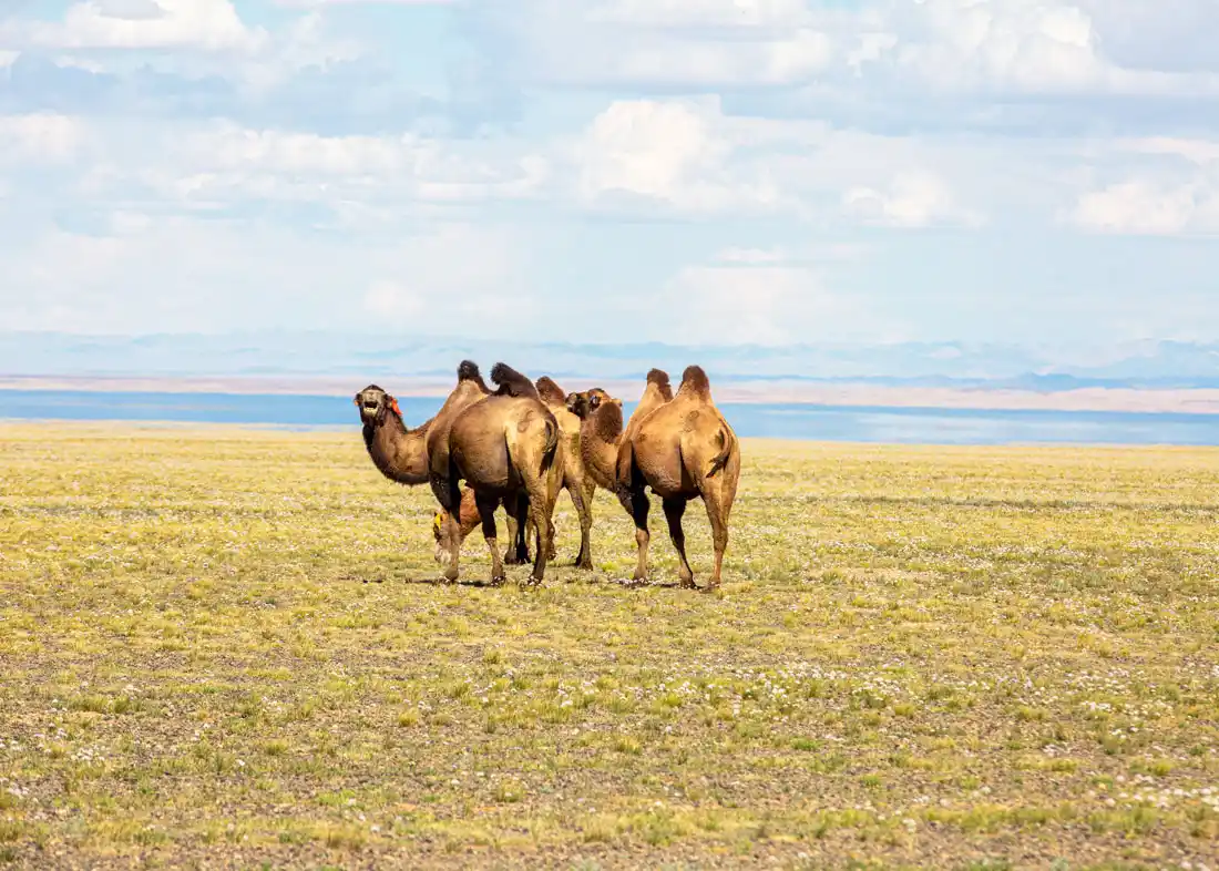 Верблюды в Монголии