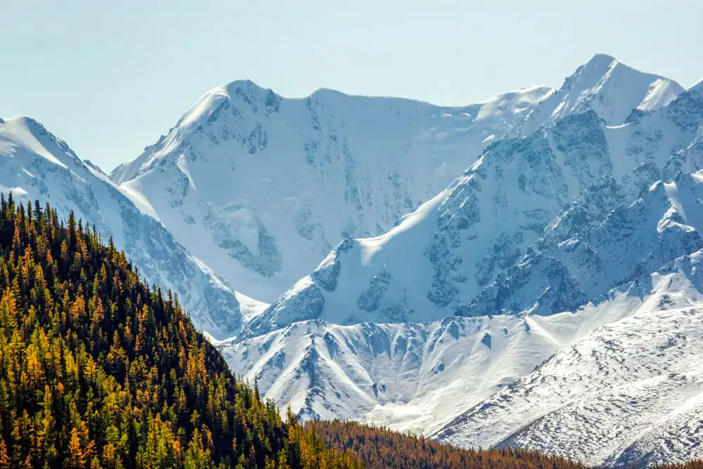 Северо-Чуйский хреберт на солнце