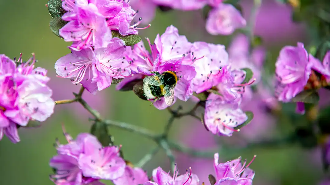 Пышное цветение Маральника