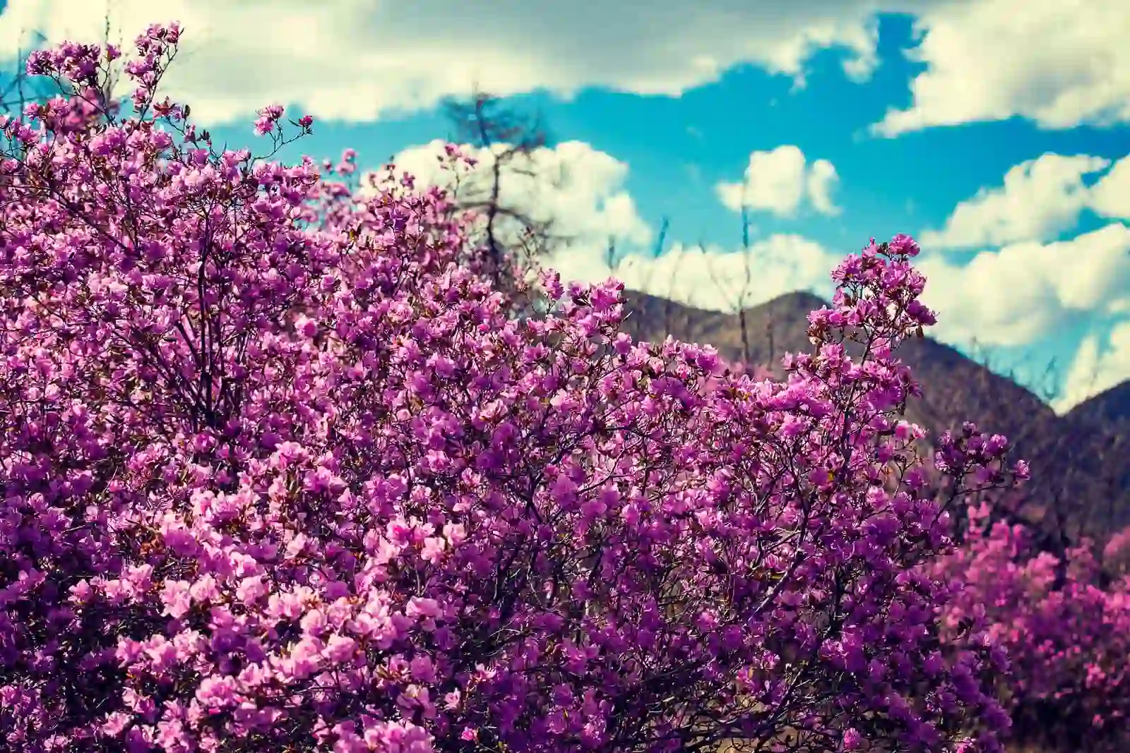 Цветение маральника