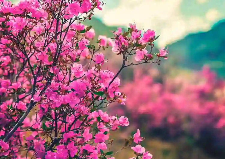 Путешествие на Алтай на цветение маральника