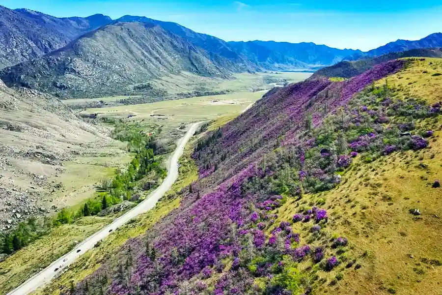 Цветущий Rhododendron