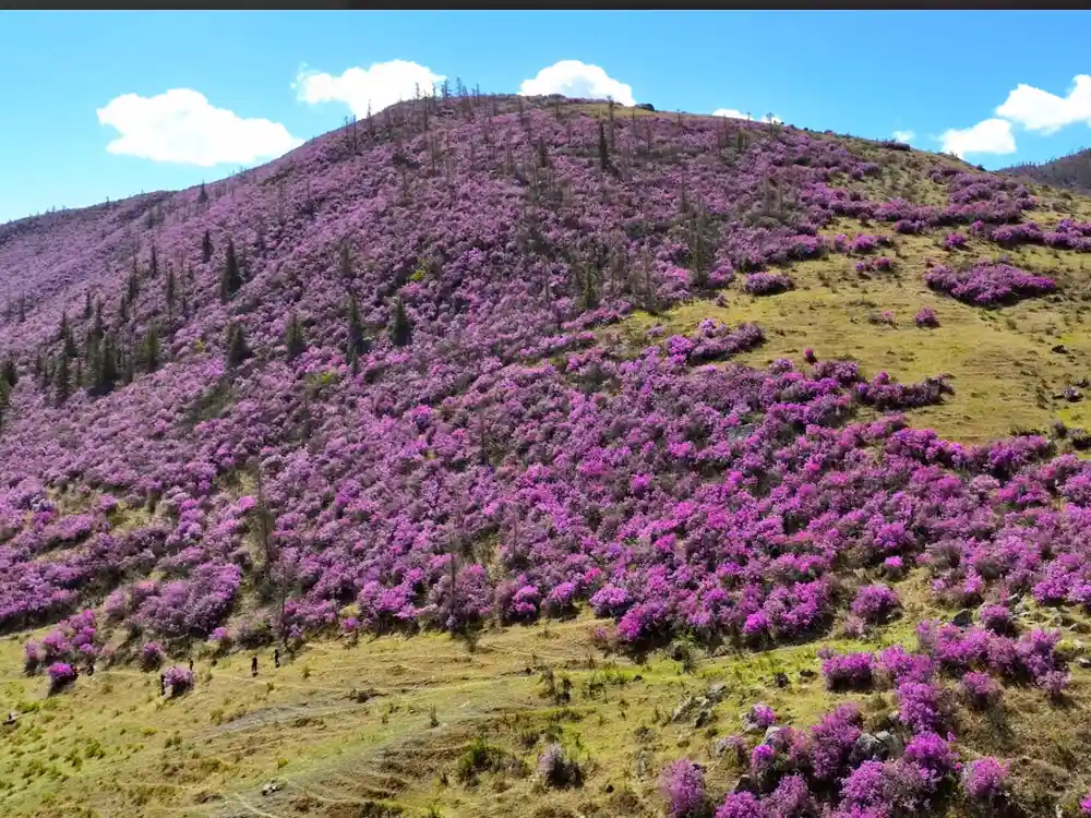 Склоны гор покрытые цветами Рододендрона