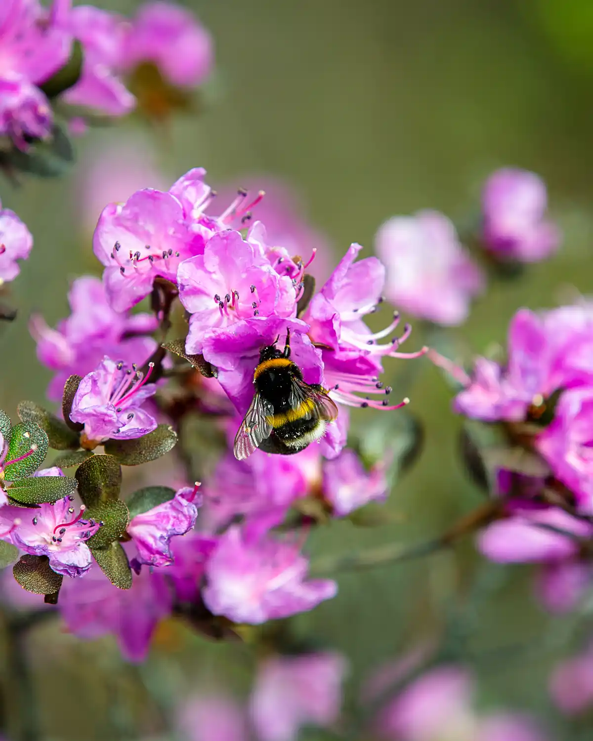 Цветение маральника и первые пчелки