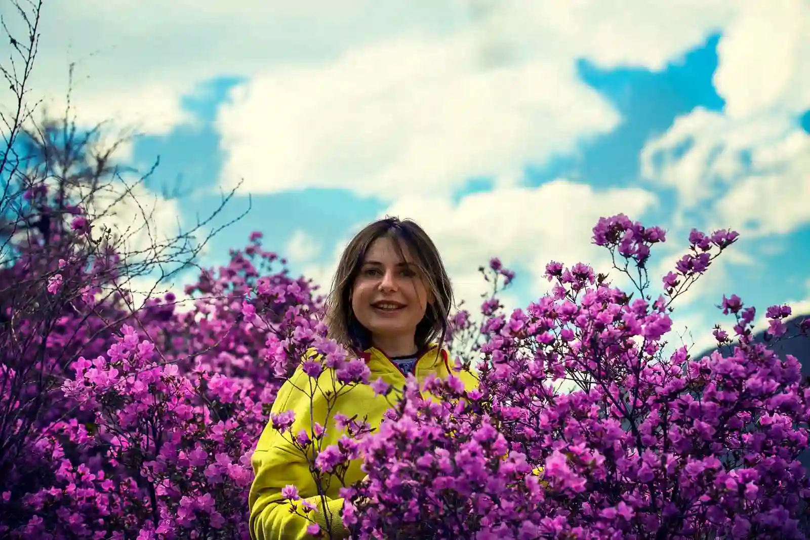 Цветущий Rhododendron