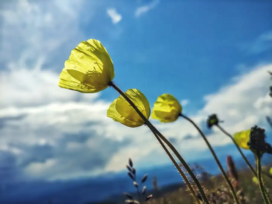 Флора Алтая